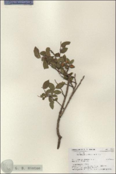 URN_catalog_HBHinton_herbarium_17543.jpg.jpg