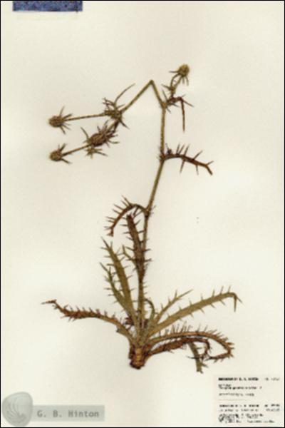 URN_catalog_HBHinton_herbarium_23159.jpg.jpg