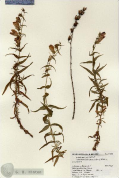 URN_catalog_HBHinton_herbarium_21353.jpg.jpg