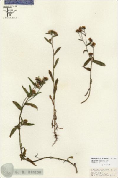 URN_catalog_HBHinton_herbarium_26710.jpg.jpg