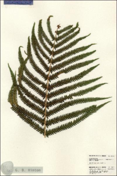 URN_catalog_HBHinton_herbarium_25251.jpg.jpg