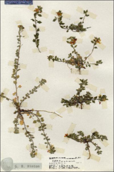 URN_catalog_HBHinton_herbarium_20101.jpg.jpg