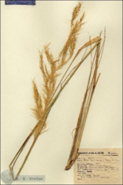 URN_catalog_HBHinton_herbarium_2744.jpg.jpg