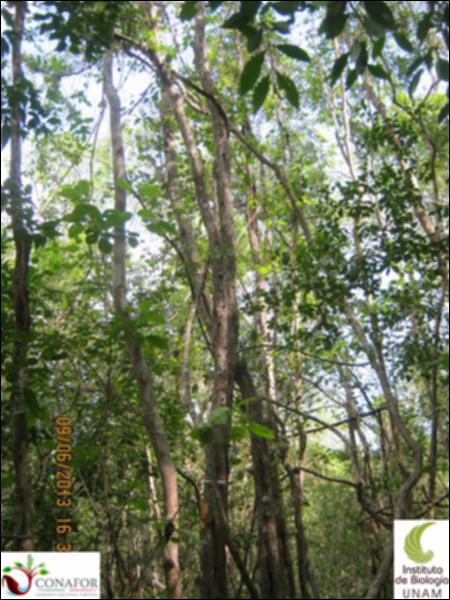 51194_S1_ARC_20130609_001_001.jpg.jpg