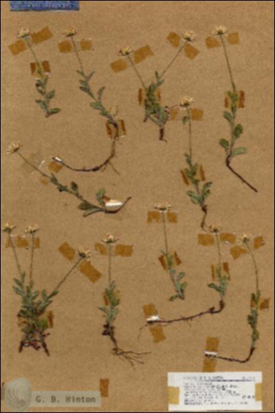 URN_catalog_HBHinton_herbarium_19122.jpg.jpg