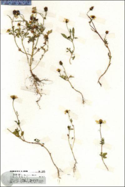 URN_catalog_HBHinton_herbarium_19870.jpg.jpg