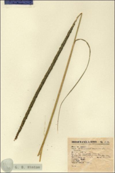 URN_catalog_HBHinton_herbarium_2910.jpg.jpg