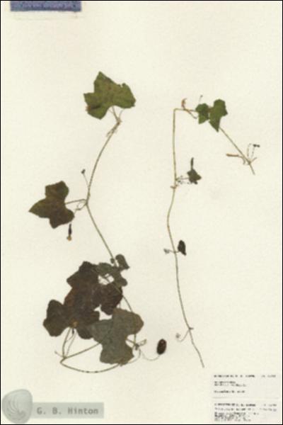 URN_catalog_HBHinton_herbarium_24918.jpg.jpg