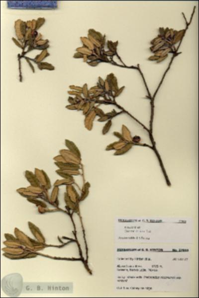 URN_catalog_HBHinton_herbarium_27855.jpg.jpg