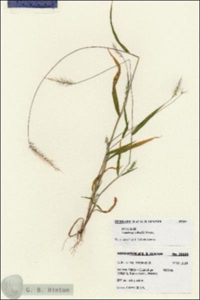 URN_catalog_HBHinton_herbarium_28180.jpg.jpg