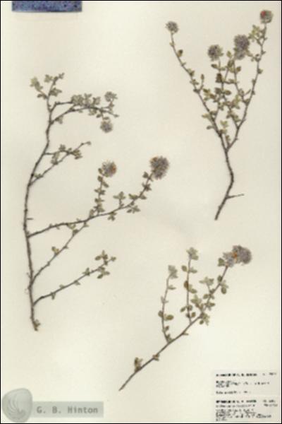 URN_catalog_HBHinton_herbarium_23001.jpg.jpg