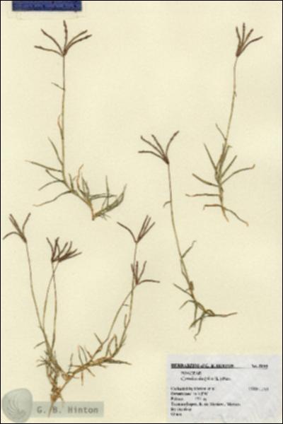 URN_catalog_HBHinton_herbarium_5194.jpg.jpg