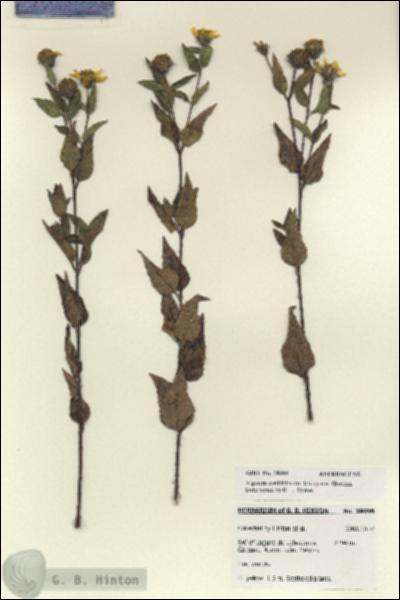 URN_catalog_HBHinton_herbarium_28098.jpg.jpg