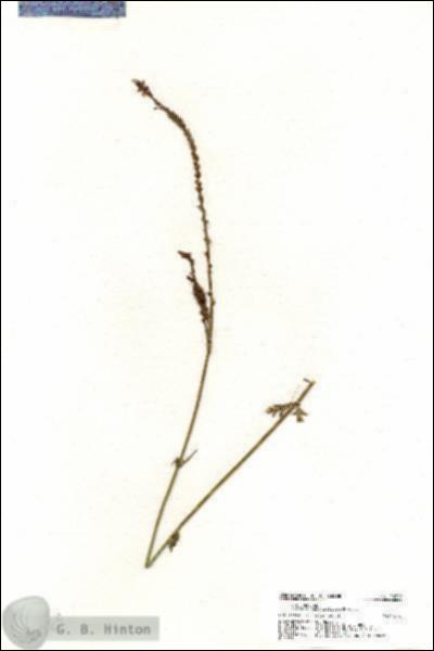 URN_catalog_HBHinton_herbarium_20329.jpg.jpg
