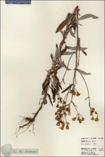 URN_catalog_HBHinton_herbarium_23804.jpg.jpg