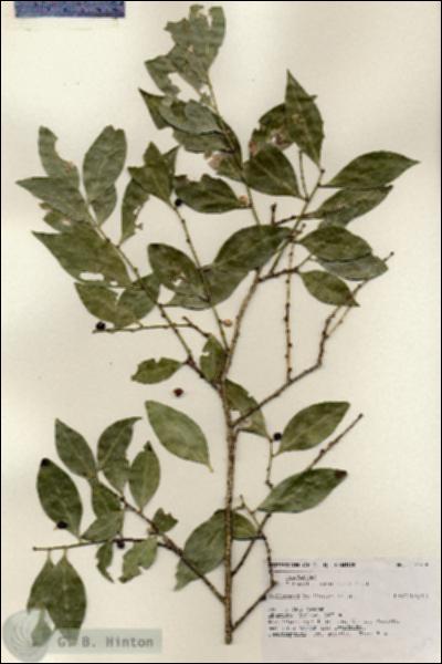URN_catalog_HBHinton_herbarium_17749.jpg.jpg