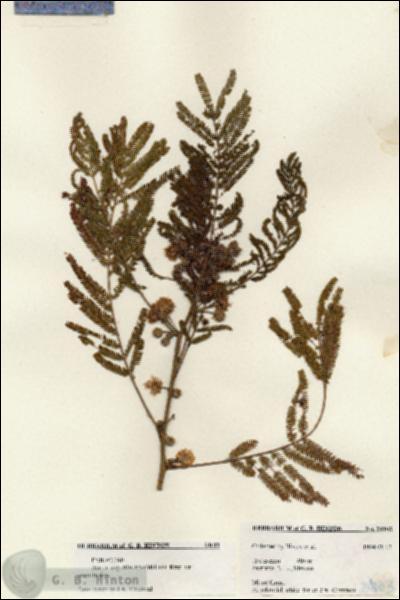URN_catalog_HBHinton_herbarium_24103.jpg.jpg