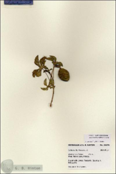 URN_catalog_HBHinton_herbarium_28376.jpg.jpg