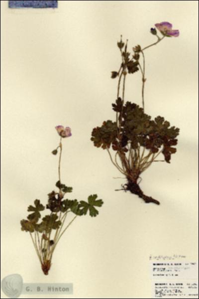 URN_catalog_HBHinton_herbarium_22842.jpg.jpg