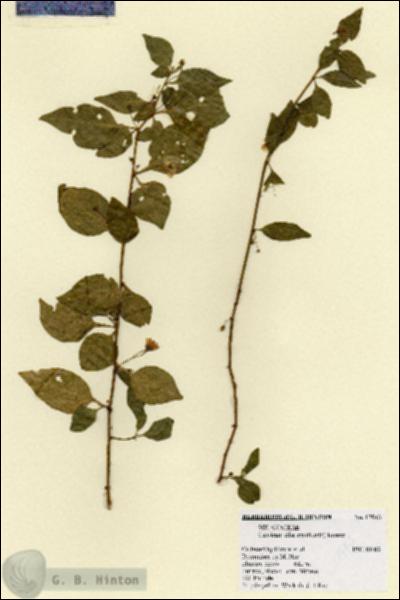 URN_catalog_HBHinton_herbarium_17943.jpg.jpg