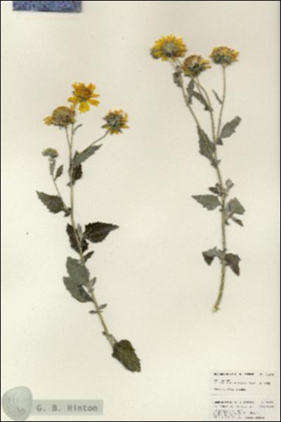 URN_catalog_HBHinton_herbarium_24995.jpg.jpg