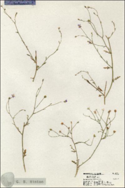 URN_catalog_HBHinton_herbarium_20331.jpg.jpg