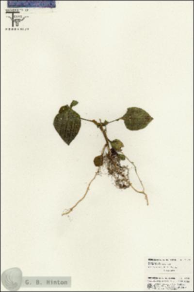 URN_catalog_HBHinton_herbarium_26278.jpg.jpg