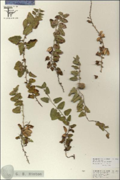URN_catalog_HBHinton_herbarium_25811.jpg.jpg