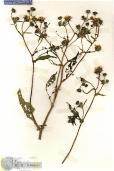 URN_catalog_HBHinton_herbarium_18783.jpg.jpg