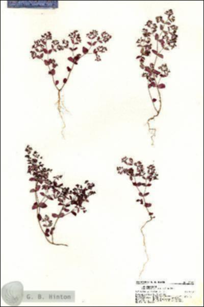 URN_catalog_HBHinton_herbarium_20826.jpg.jpg