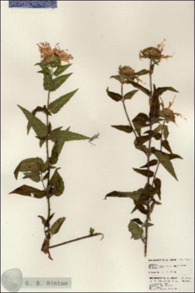 URN_catalog_HBHinton_herbarium_24188.jpg.jpg