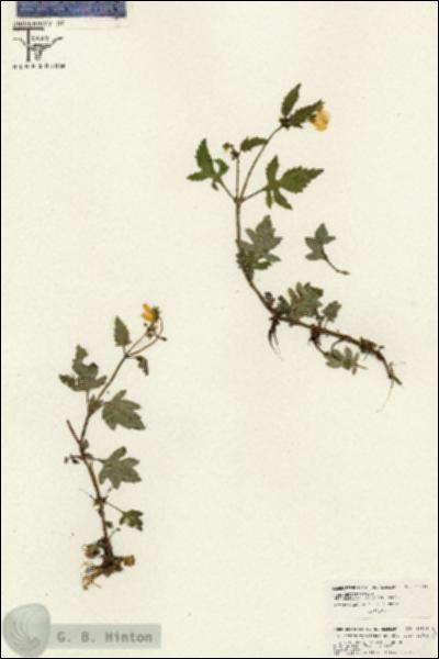 URN_catalog_HBHinton_herbarium_26594.jpg.jpg