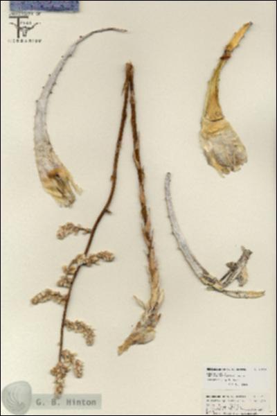 URN_catalog_HBHinton_herbarium_25752.jpg.jpg