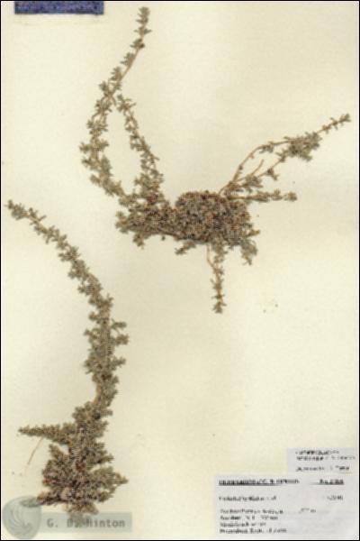 URN_catalog_HBHinton_herbarium_27056.jpg.jpg
