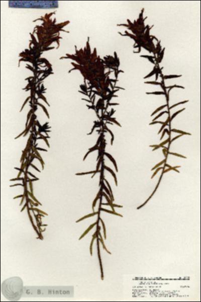 URN_catalog_HBHinton_herbarium_20293.jpg.jpg