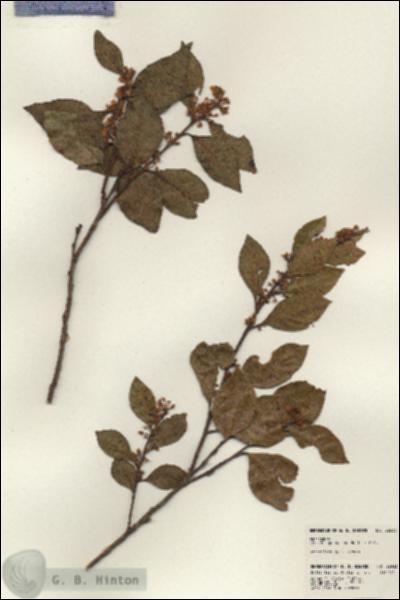 URN_catalog_HBHinton_herbarium_22933.jpg.jpg