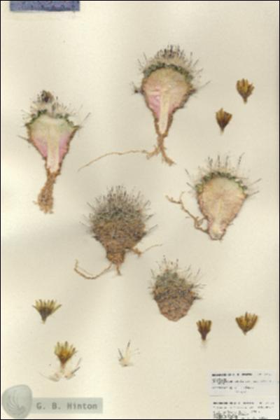 URN_catalog_HBHinton_herbarium_27023.jpg.jpg
