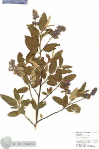 URN_catalog_HBHinton_herbarium_24322.jpg.jpg