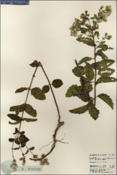 URN_catalog_HBHinton_herbarium_23661.jpg.jpg