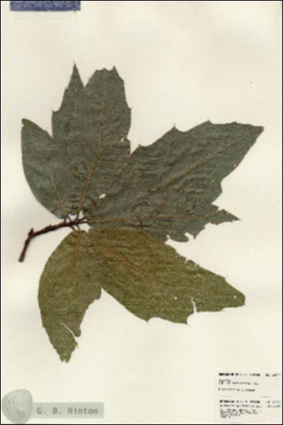 URN_catalog_HBHinton_herbarium_24142.jpg.jpg