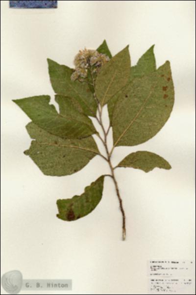 URN_catalog_HBHinton_herbarium_25048.jpg.jpg