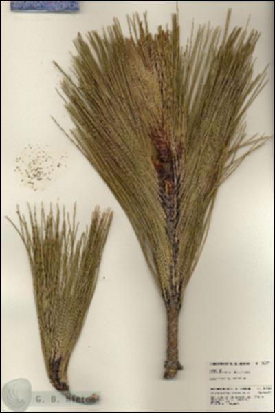 URN_catalog_HBHinton_herbarium_24457.jpg.jpg
