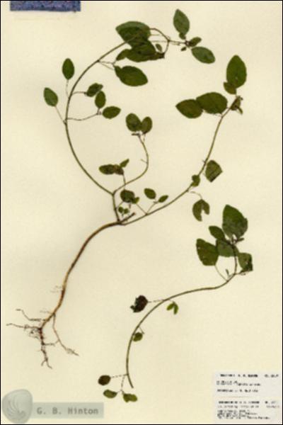 URN_catalog_HBHinton_herbarium_23501.jpg.jpg