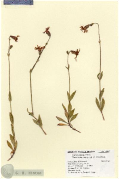 URN_catalog_HBHinton_herbarium_18905.jpg.jpg