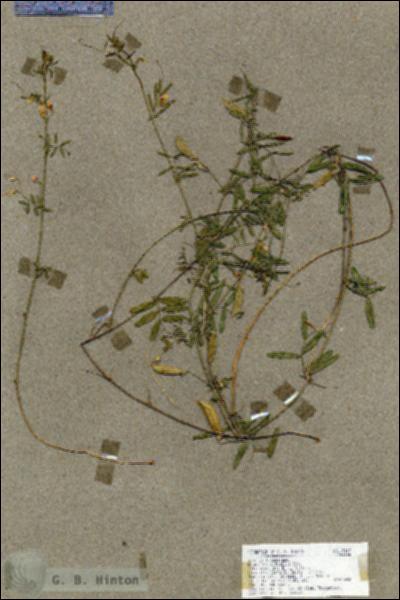URN_catalog_HBHinton_herbarium_19117.jpg.jpg