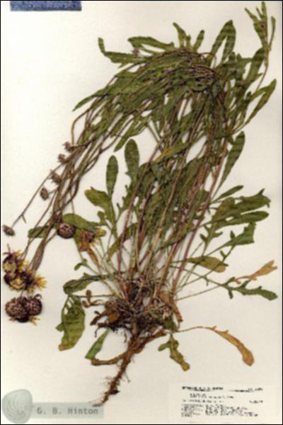 URN_catalog_HBHinton_herbarium_20292.jpg.jpg