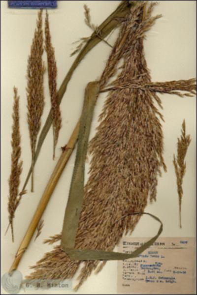 URN_catalog_HBHinton_herbarium_6478.jpg.jpg