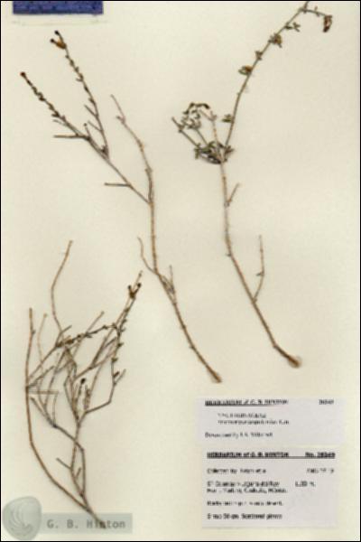 URN_catalog_HBHinton_herbarium_28349.jpg.jpg