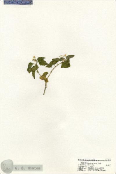 URN_catalog_HBHinton_herbarium_20557.jpg.jpg