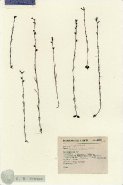 URN_catalog_HBHinton_herbarium_5275.jpg.jpg